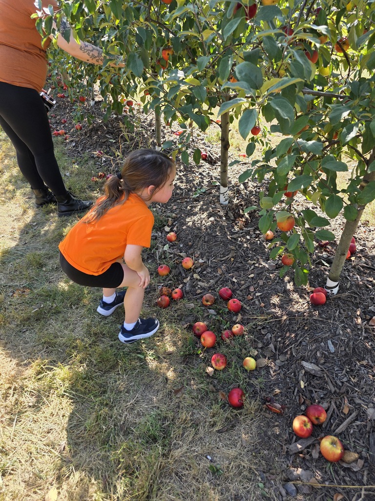 Looking for apples on the tree