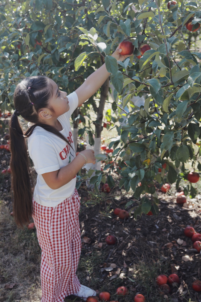 Student picking an apple from a tree