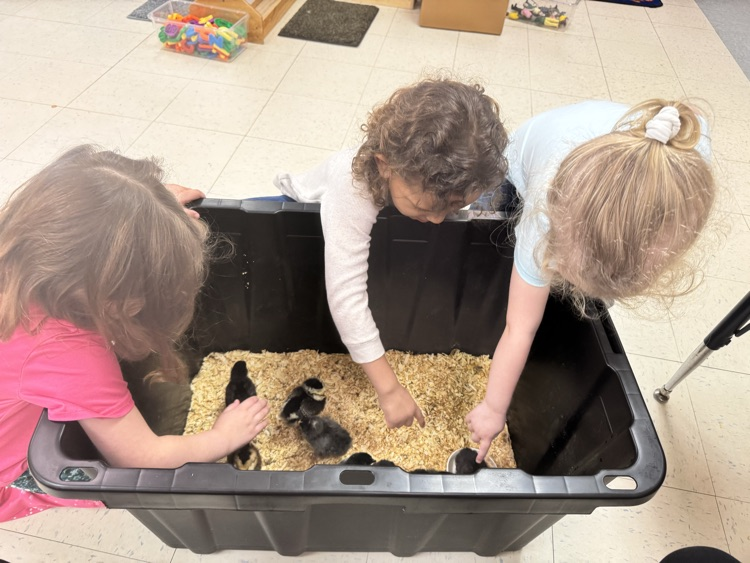 prek