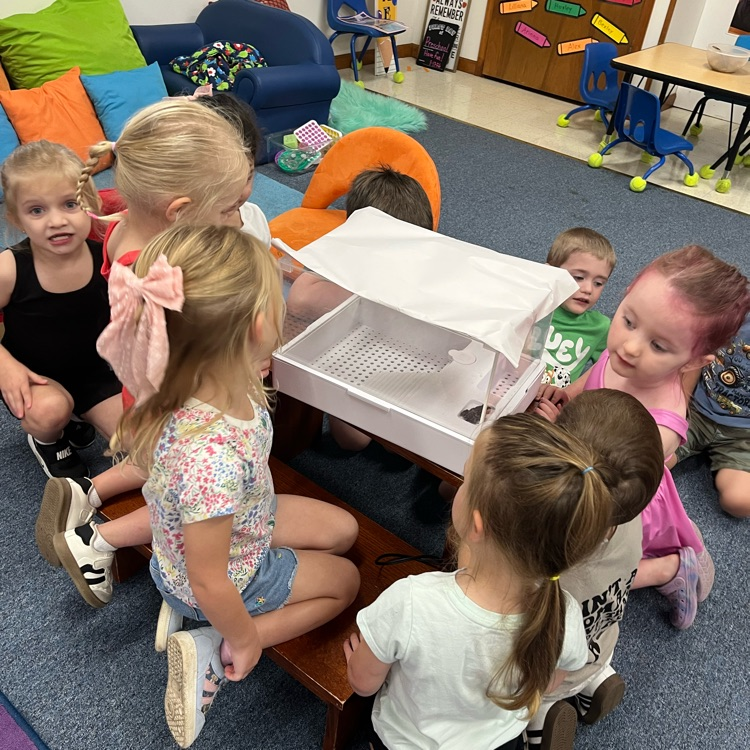 preschool toad