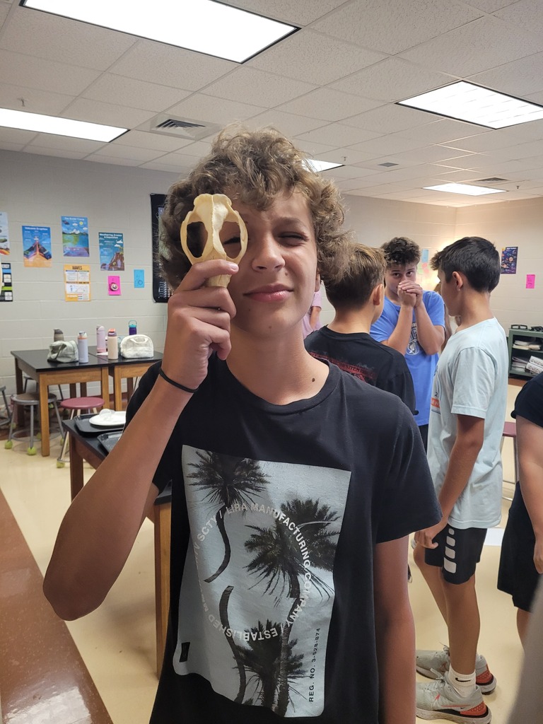 Skull of beaver(?)