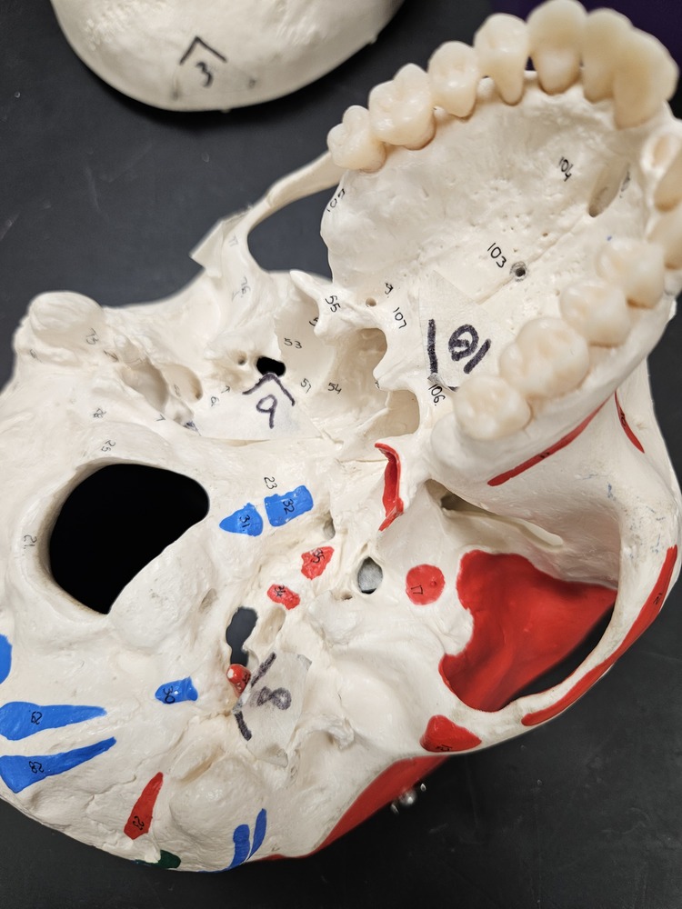 Close-up view of a human skull model used for anatomy study, showing labeled bones, teeth, and openings with color-coded markings and handwritten numbers for identification.