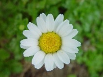 Daisy