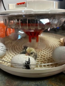 Chicken Hatching
