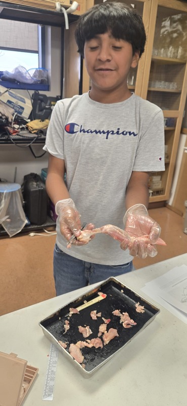 dissecting chicken wings