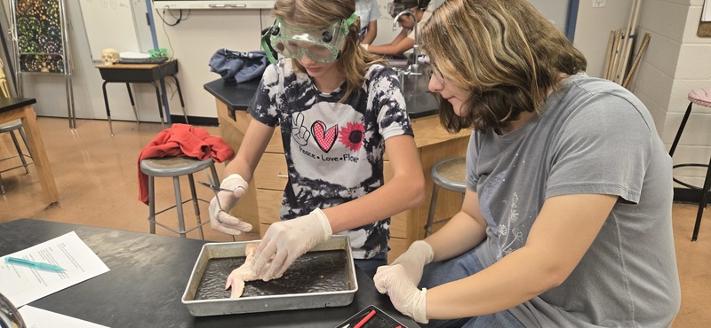 dissecting chicken wings