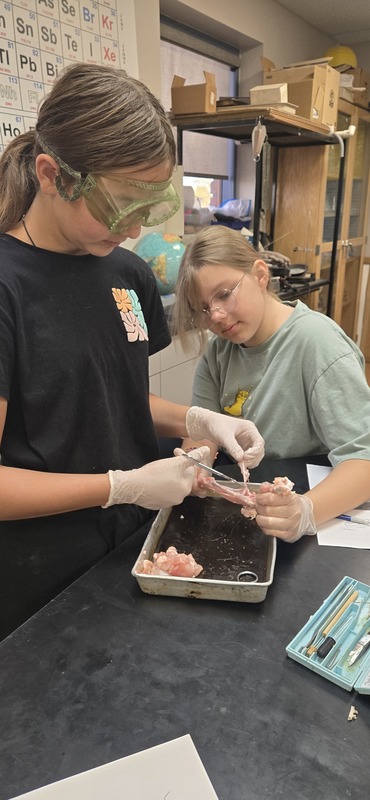dissecting chicken wings
