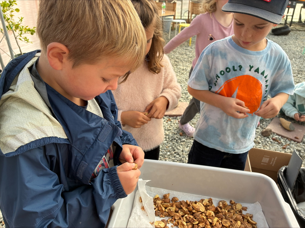 Sorting Acorns