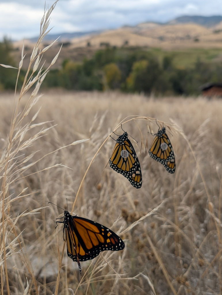 Butterflies
