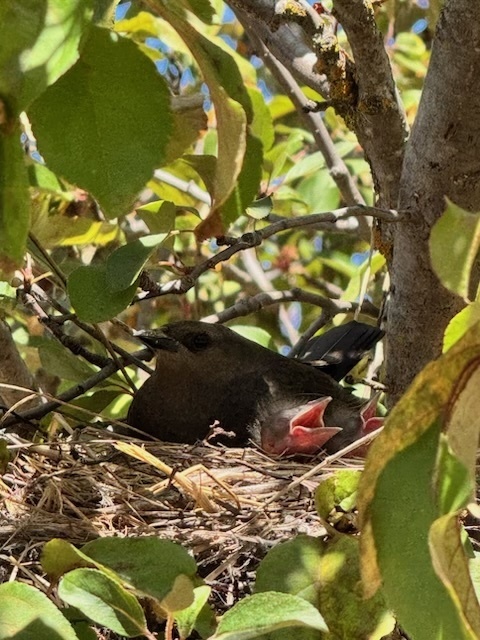 Baby Birds