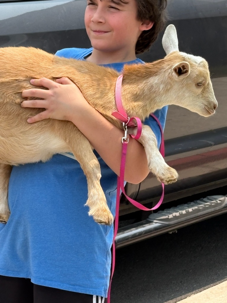 Homesteading means goats!