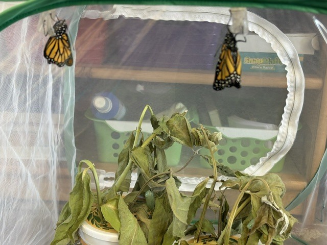 New Life!