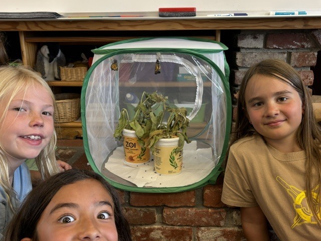 Watching the butterflies
