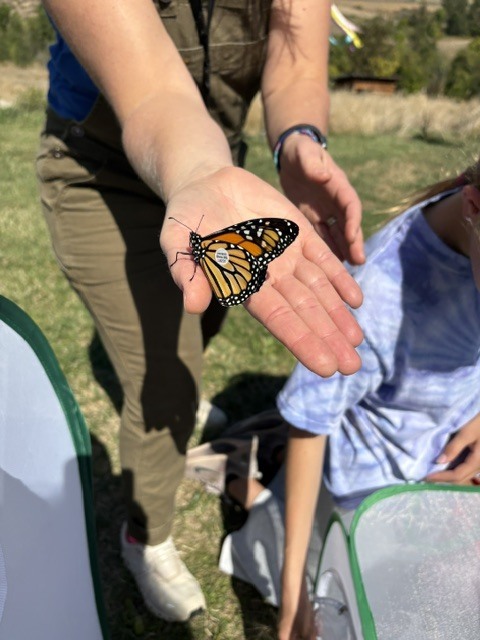 Monarch