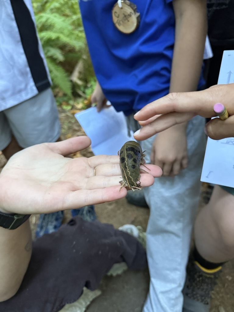 Banana Slug petting
