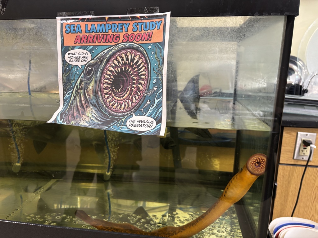 Sea Lamprey invasion!