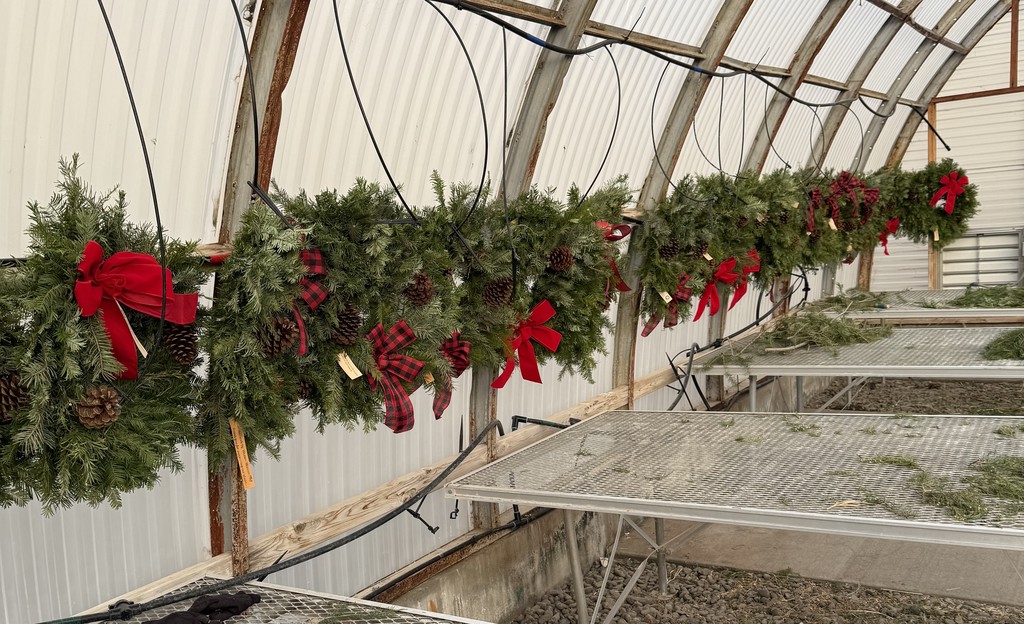 wreaths in greenhouse