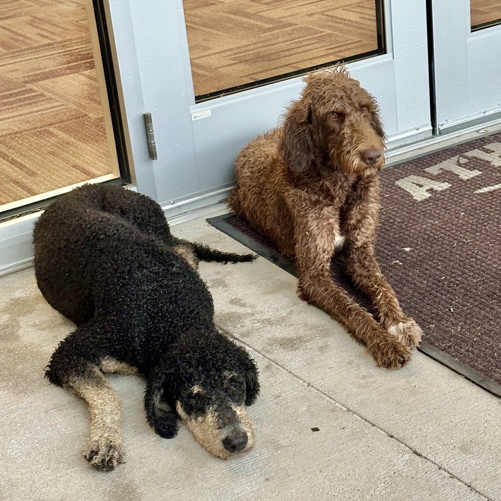 Two wet Doodle dogs lie outside the glass entrance doors of Athens High School on a rainy day. One is black with tan markings, resting on the concrete with its head down; the other is brown, sitting upright on a mat that says “ATHENS.” Both dogs look calm and appear to be sheltering from the rain.