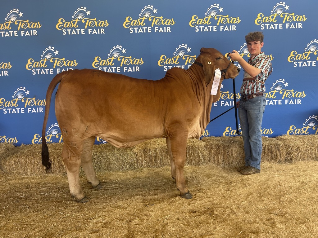 Wyatt Tappan stands proudly next to his Red Brahman heifer at the East Texas State Fair backdrop, holding a lead rope with a 3rd place ribbon attached to the cow’s halter. Both are standing on straw, posing for a show photo.