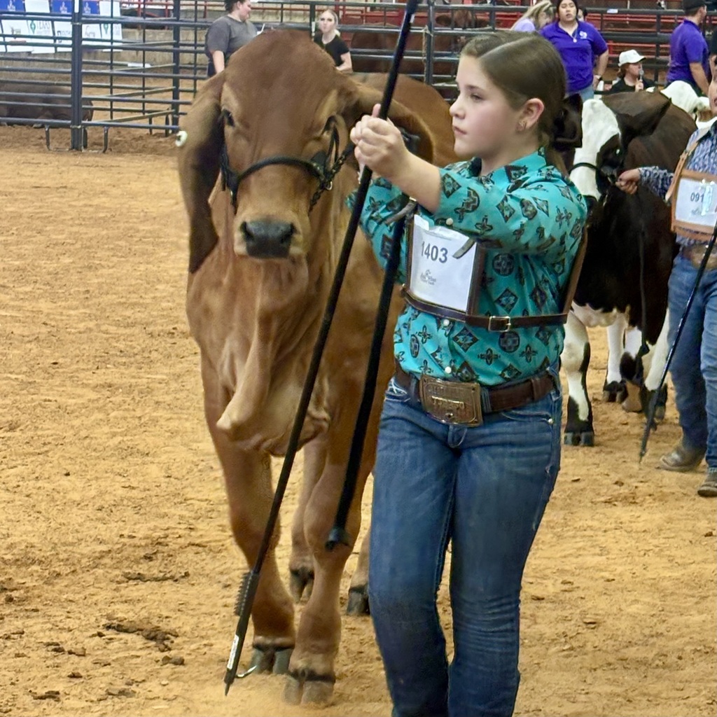 Reese Tappan, a young exhibitor in a turquoise patterned shirt and jeans, leads a Red Brahman calf in the show ring at the East Texas State Fair. She holds a show stick confidently, with a focused expression as other competitors and cattle appear in the background.