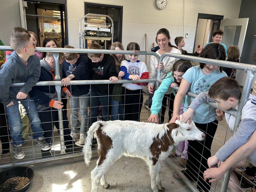 Scenes from Tinkerbell the calf’s visit to Ms. Alyssa Wright’s ag classroom earlier this week.