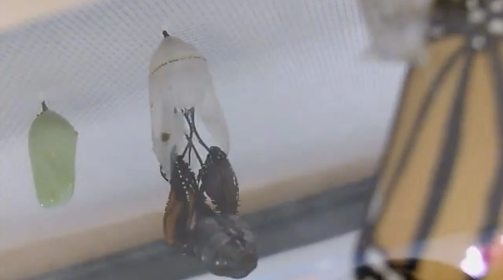 A Monarch butterfly emerges from its cocoon. 