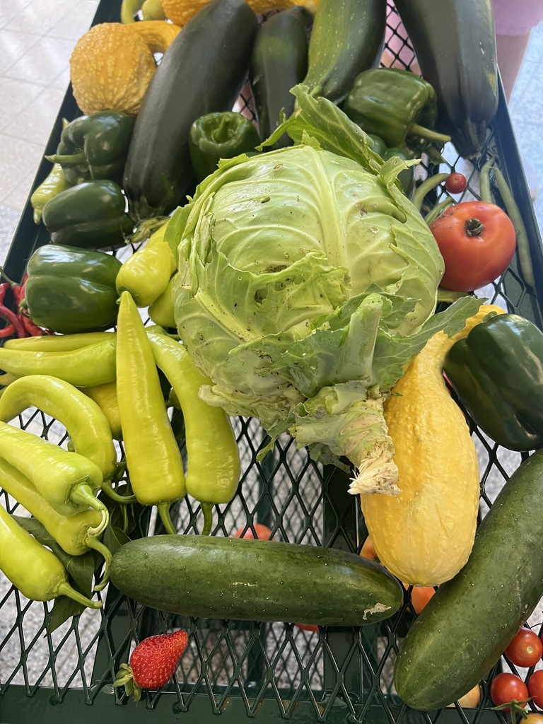 Jill Pierce’s students are pictured harvesting and distributing vegetables for our food service program. 