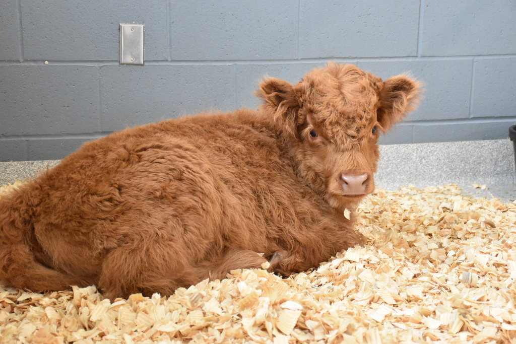 Scenes from Willow the Scottish Highlander’s visit to Attica today. 