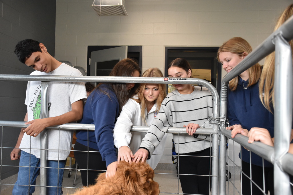 Scenes from Willow the Scottish Highlander’s visit to Attica today. 