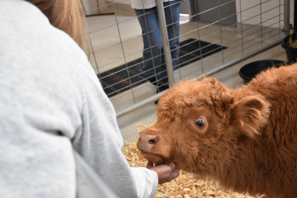 Scenes from Willow the Scottish Highlander’s visit to Attica today. 