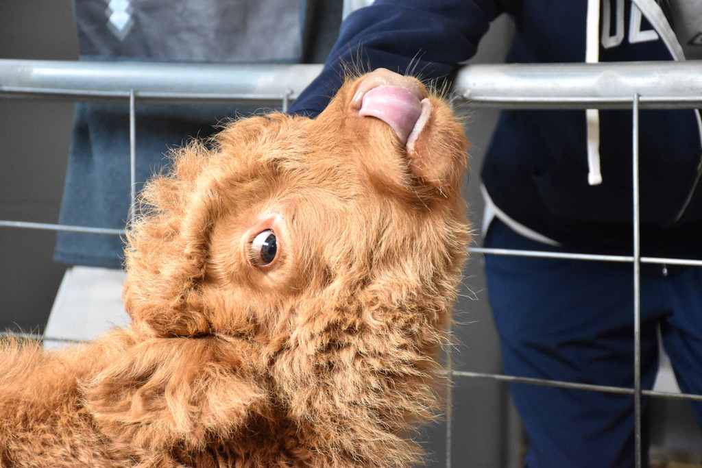 Scenes from Willow the Scottish Highlander’s visit to Attica today. 