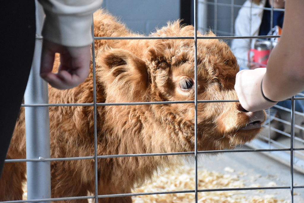 Scenes from Willow the Scottish Highlander’s visit to Attica today. 