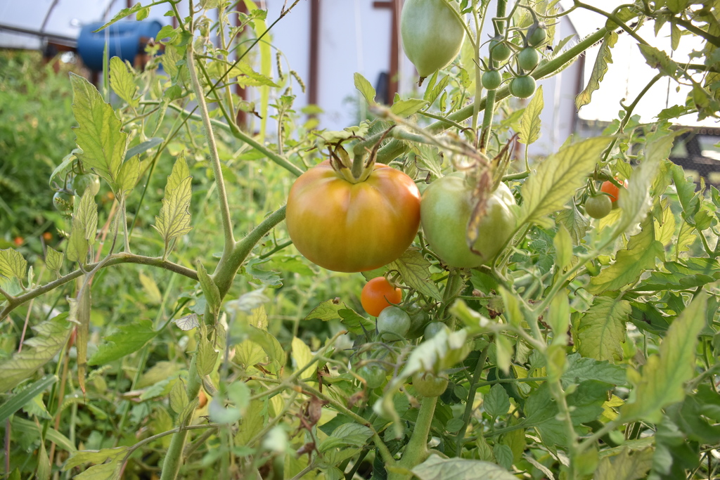 Produce growing on our district's high tunnel Wednesday morning.