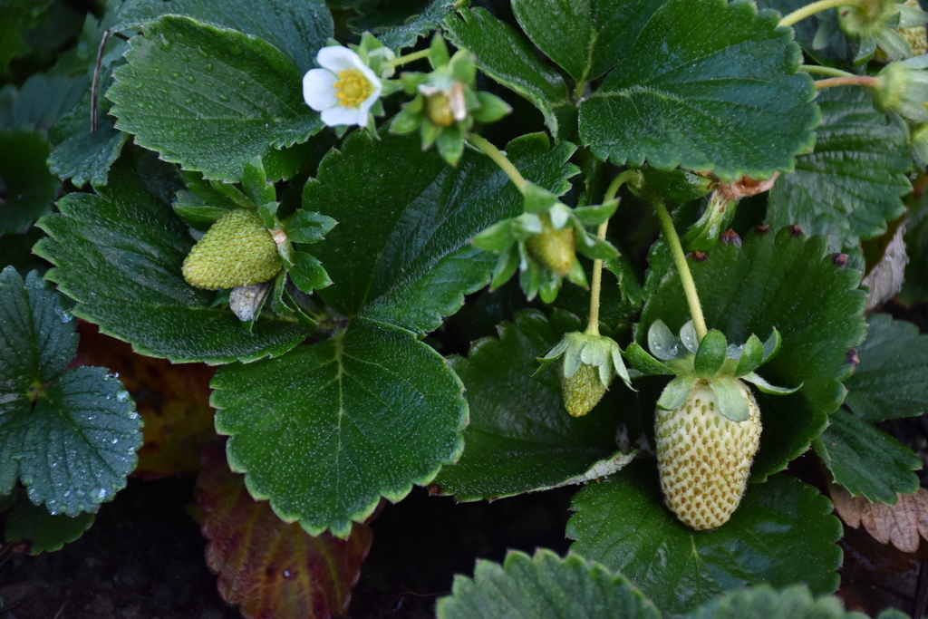 Produce growing on our district's high tunnel Wednesday morning.
