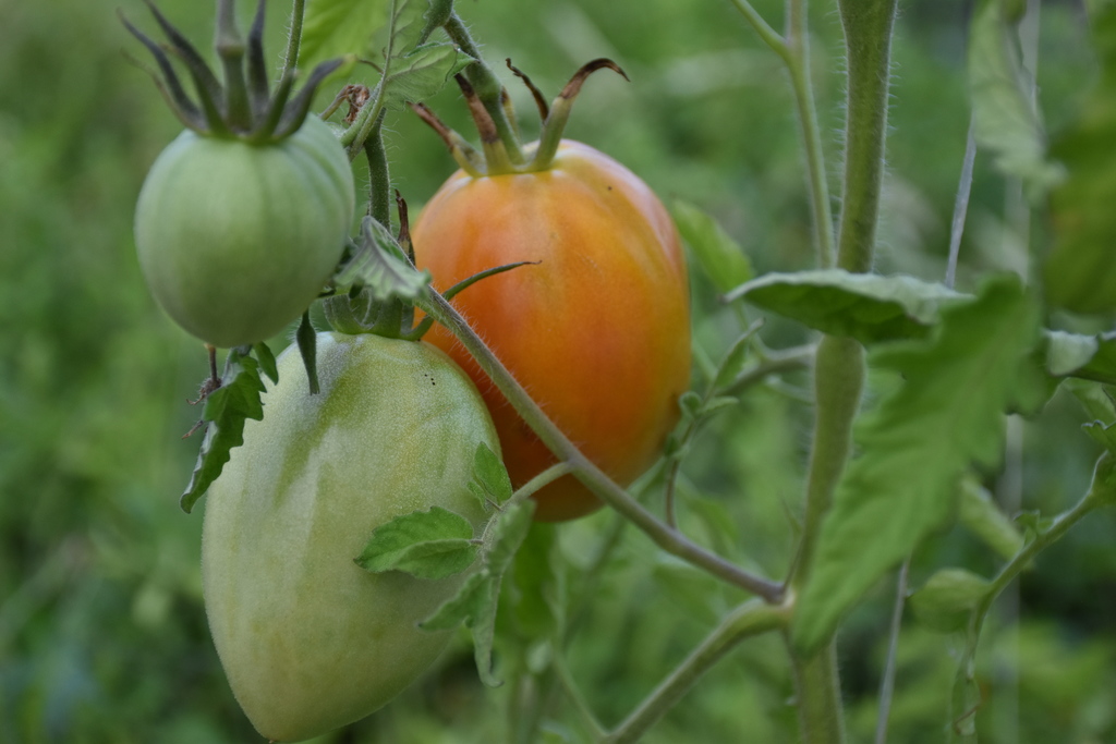 Produce growing on our district's high tunnel Wednesday morning.