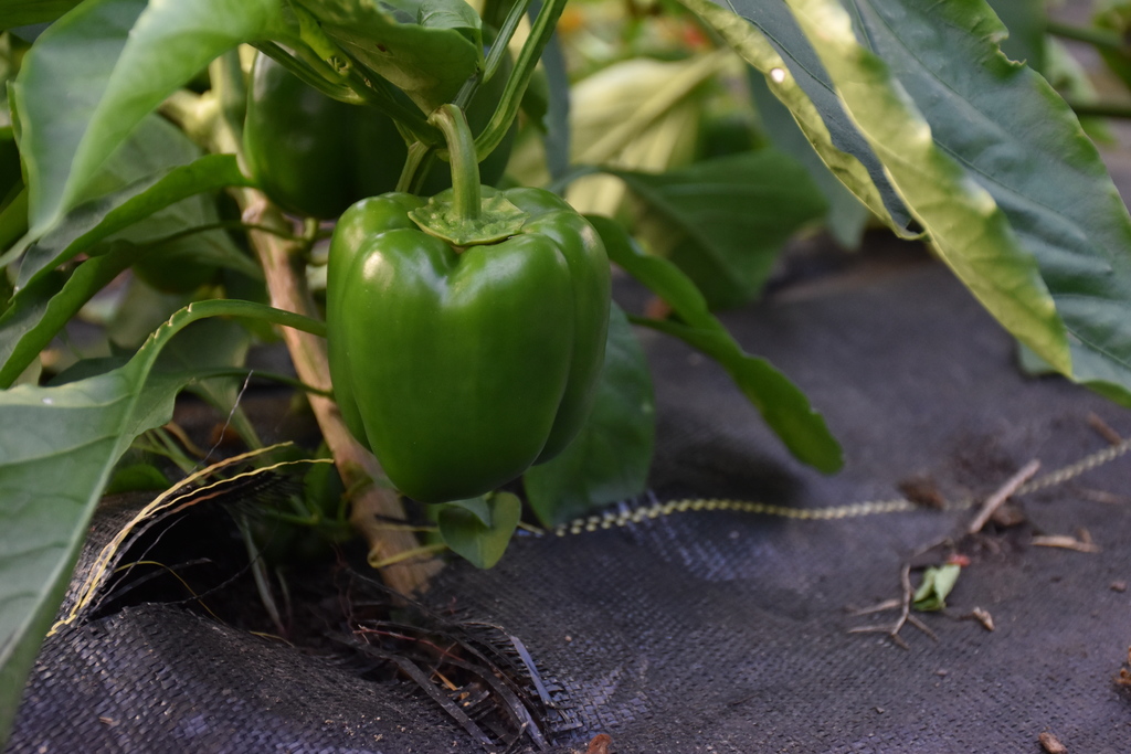 Produce growing on our district's high tunnel Wednesday morning.
