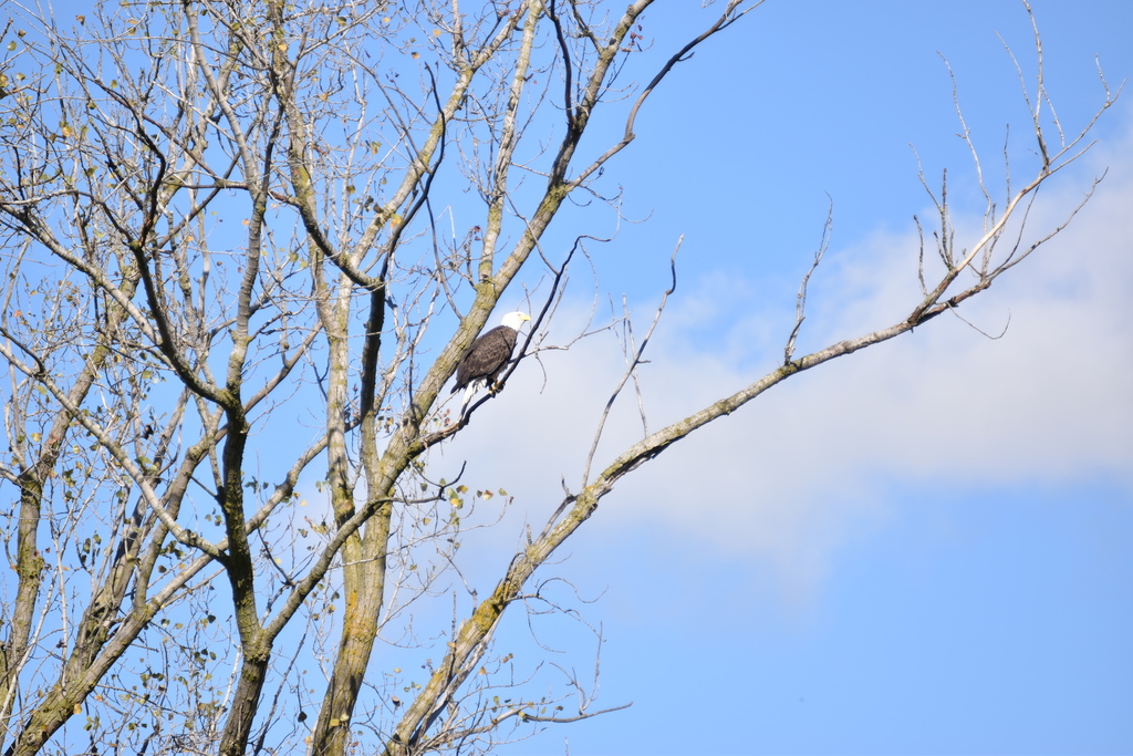 A bald eagle perched in a tree off Sandpit Road in Attica Wednesday morning.