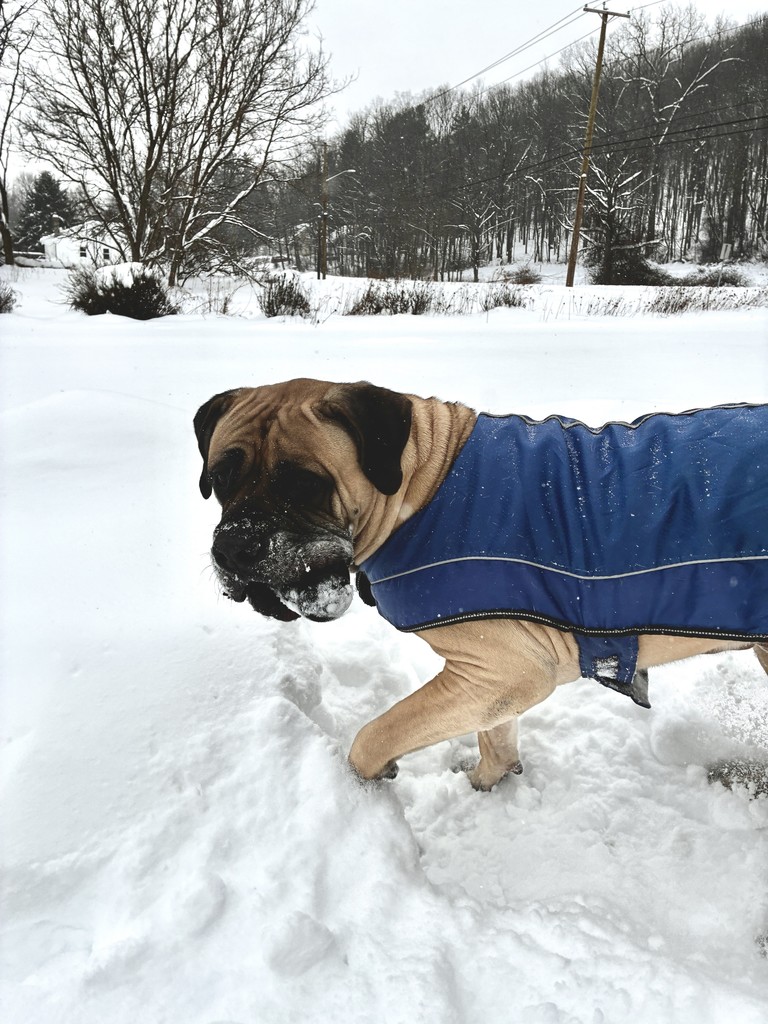 Scenes from yesterday’s snow day across Attica Central School District.