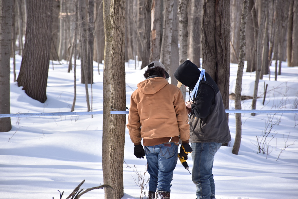 FFA members tap maple trees and run mainline Feb. 13. 