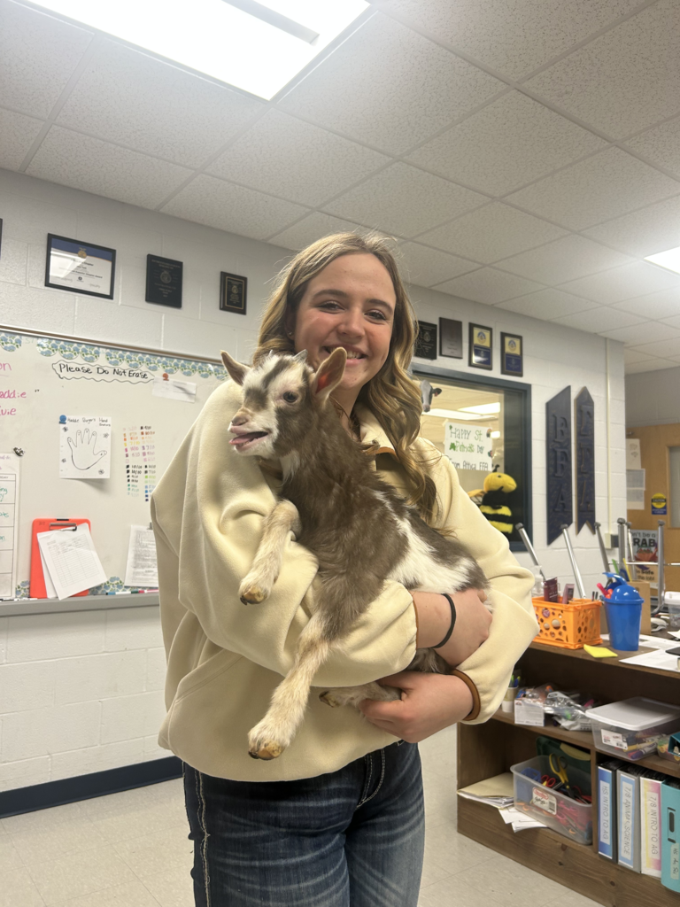 Scenes from baby goats’ visit to our district Monday. 
