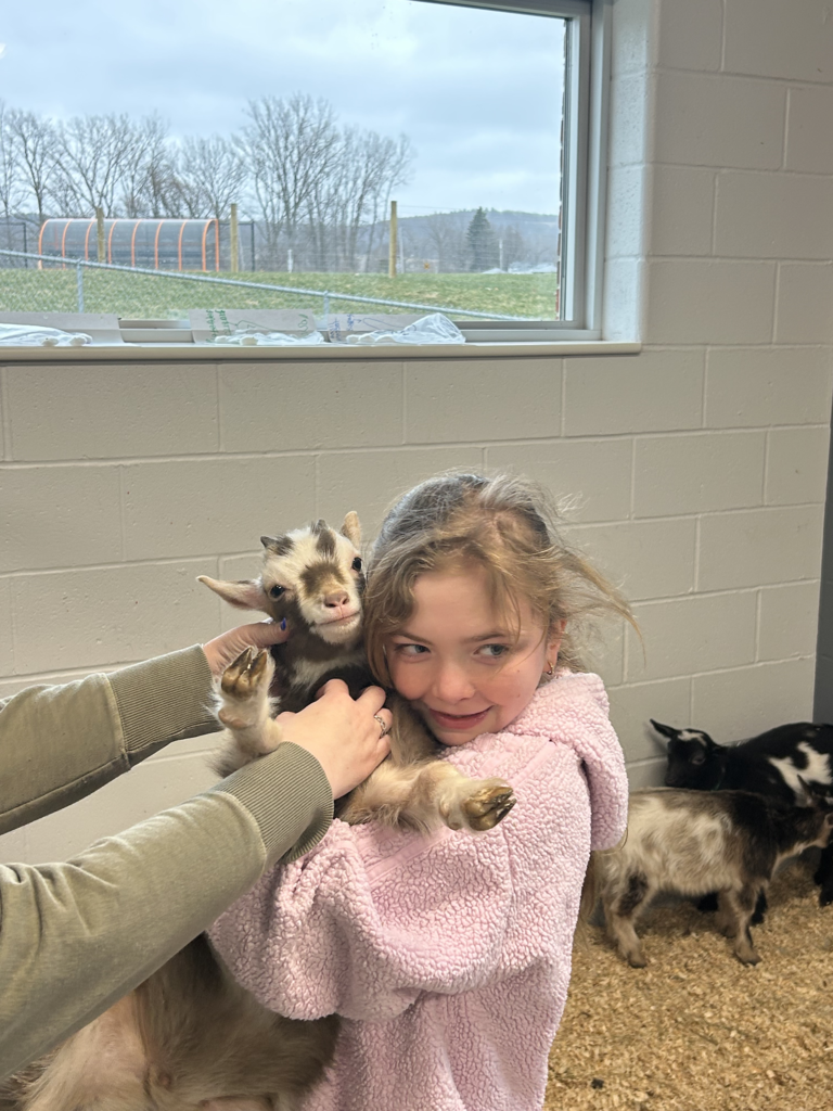 Scenes from baby goats’ visit to our district Monday. 
