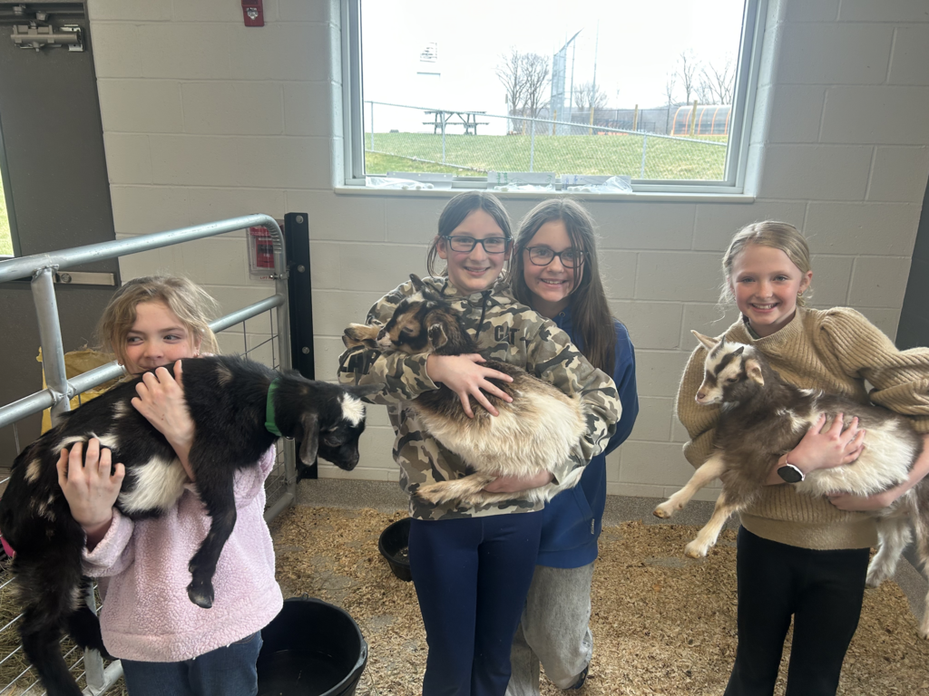 Scenes from baby goats’ visit to our district Monday. 