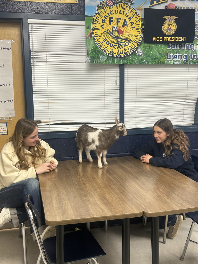 Scenes from baby goats’ visit to our district Monday. 