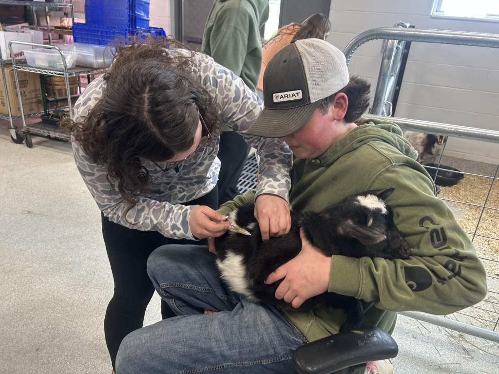 Scenes from baby goats’ visit to our district Monday. 