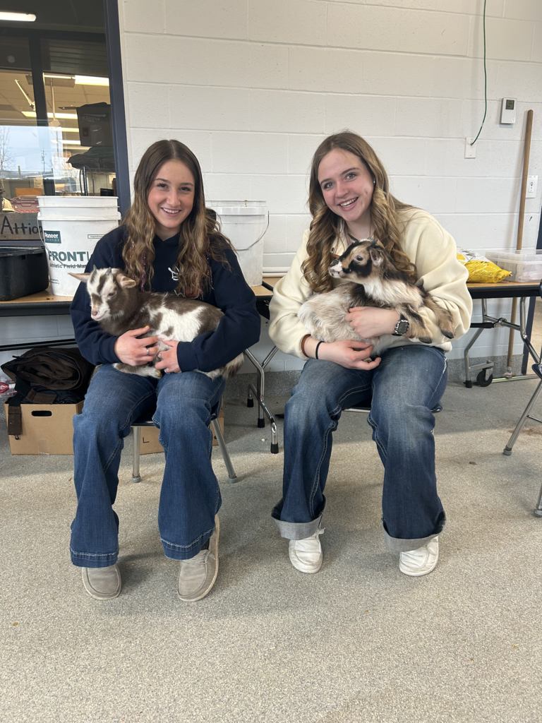 Scenes from baby goats’ visit to our district Monday. 