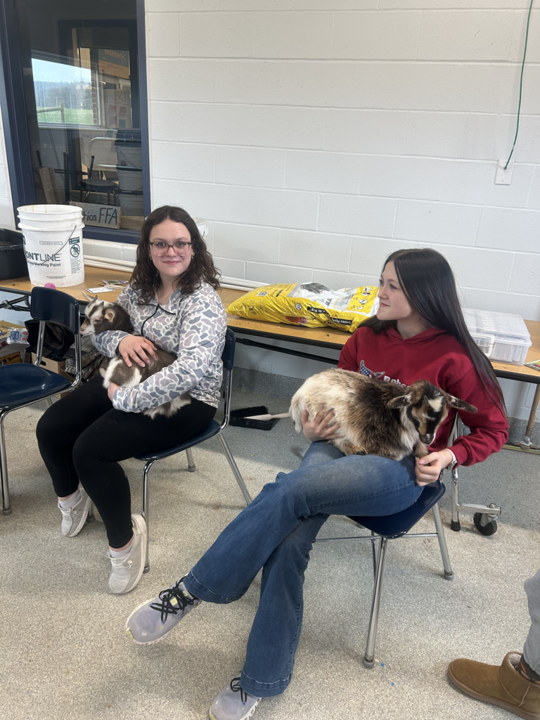 Scenes from baby goats’ visit to our district Monday. 
