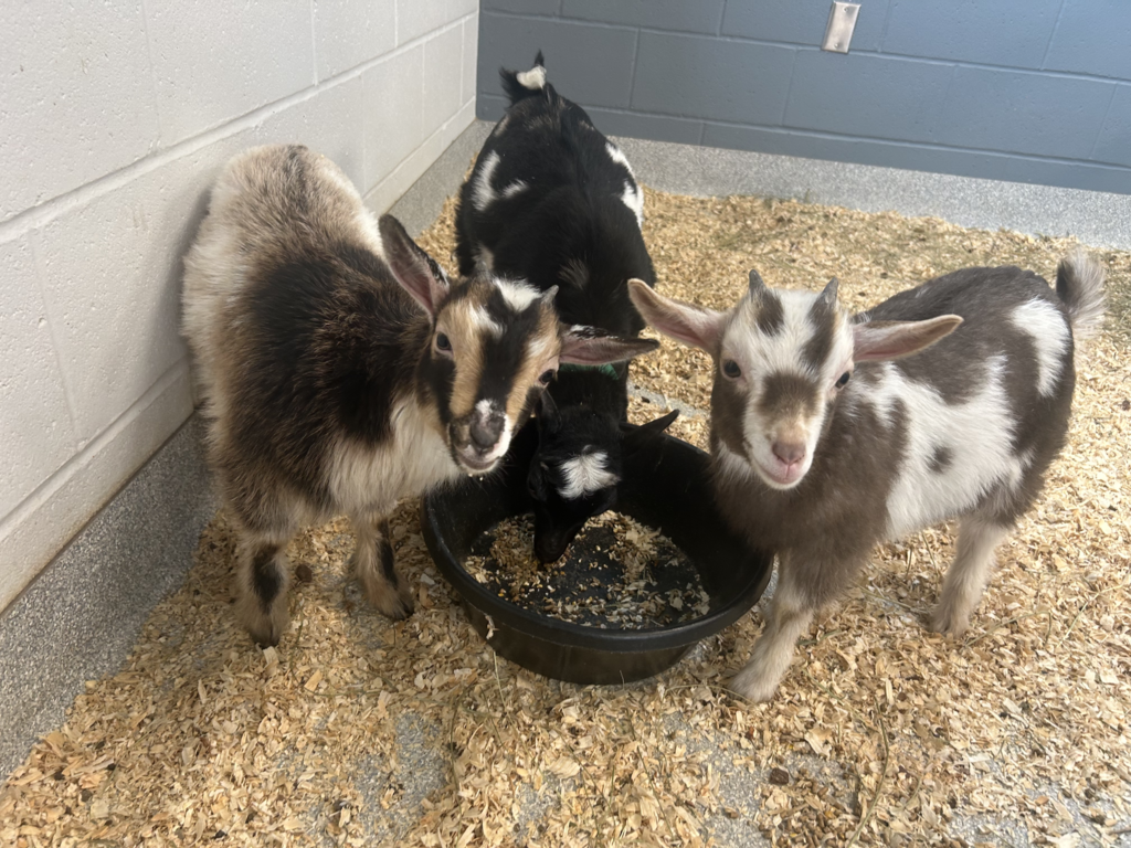 Scenes from baby goats’ visit to our district Monday. 