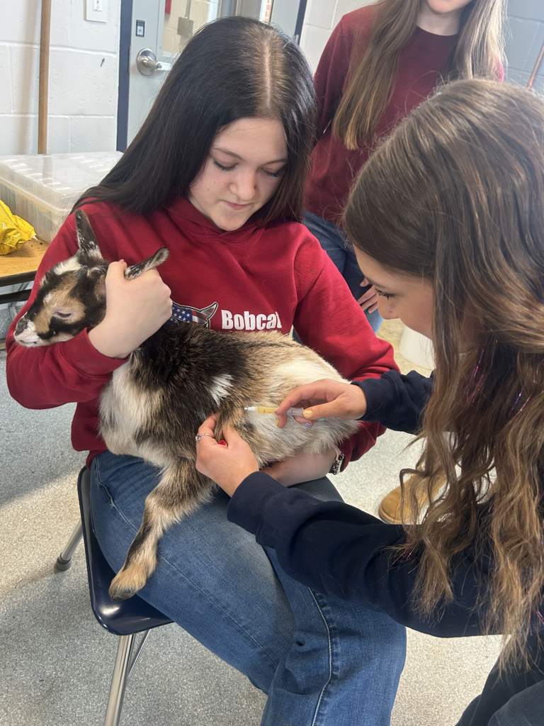 Scenes from baby goats’ visit to our district Monday. 
