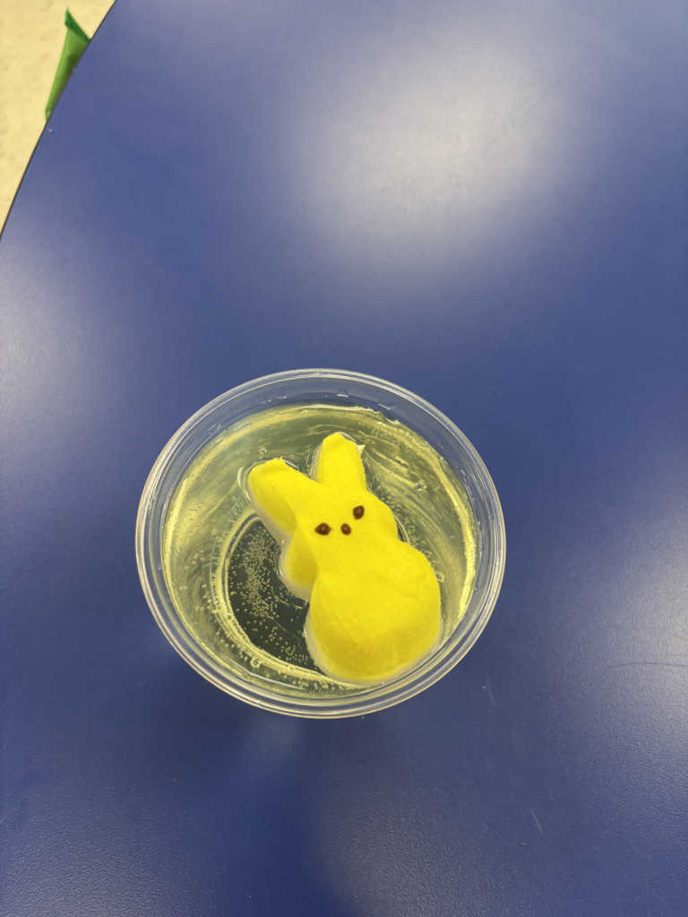 Scenes from peep day in Kristin Janes’ kindergarten class. 