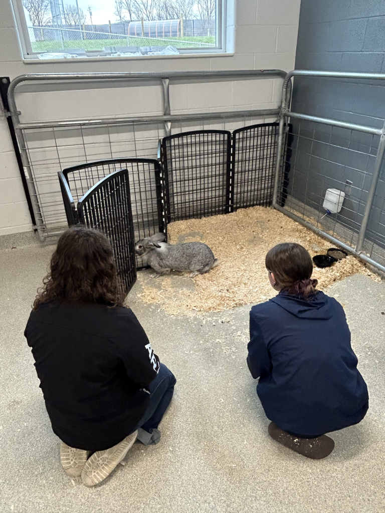 Scenes from Annie the rabbit’s visit to Attica Central School District last week.